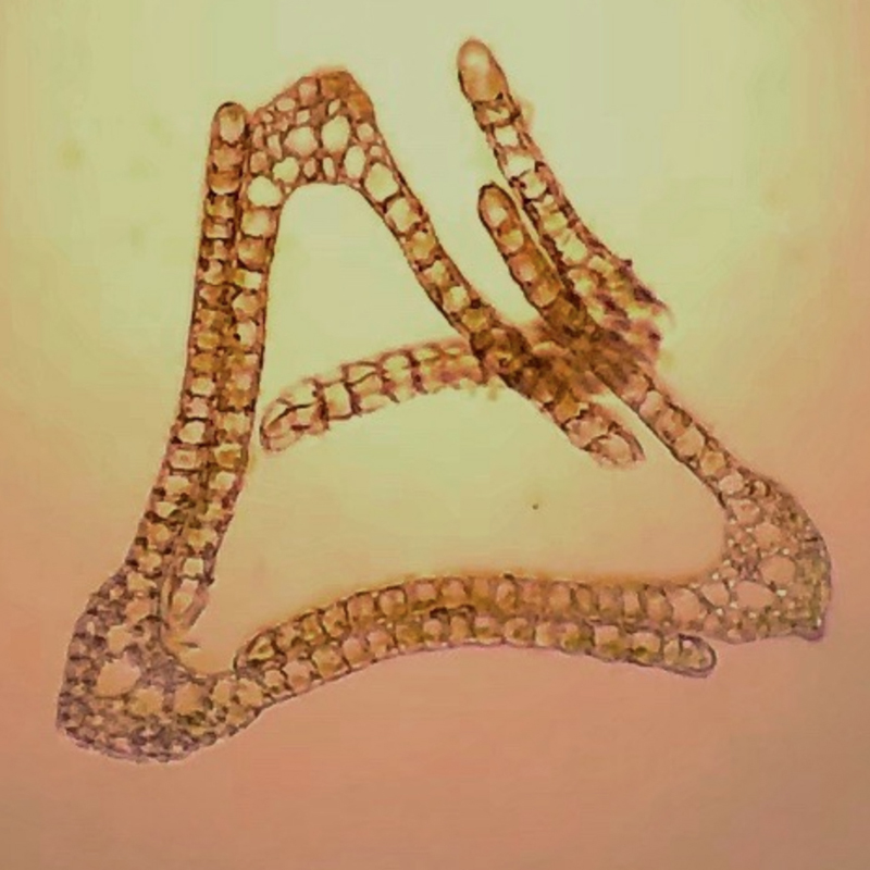 Dicranum bonjeanii